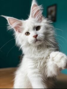 maine coon price uk