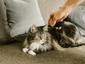 do maine coons shed