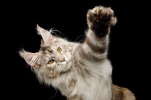 best cats for kids