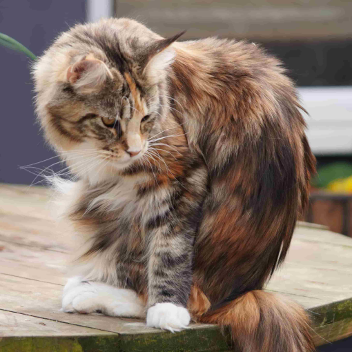 pedigree cats for sale