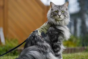 Is Fish Safe for Maine Coon Eat