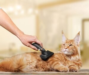 do maine coons shed