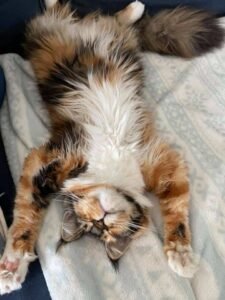 best cats for kids