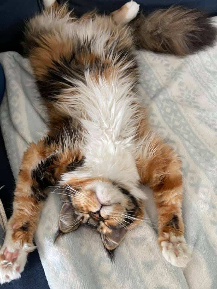 best cats for kids