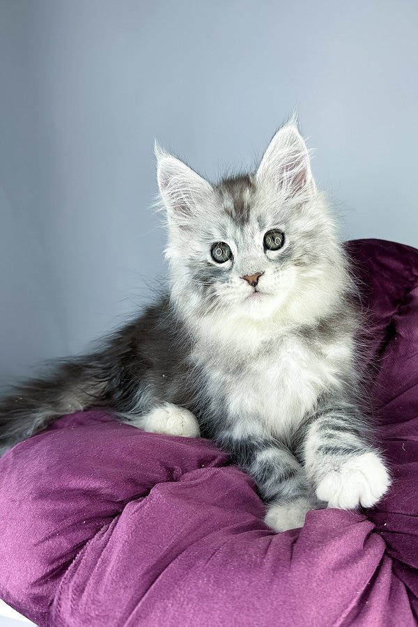 Maine coon kittens for sale scotland