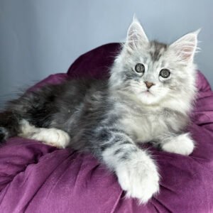 Maine coon kittens for sale scotland