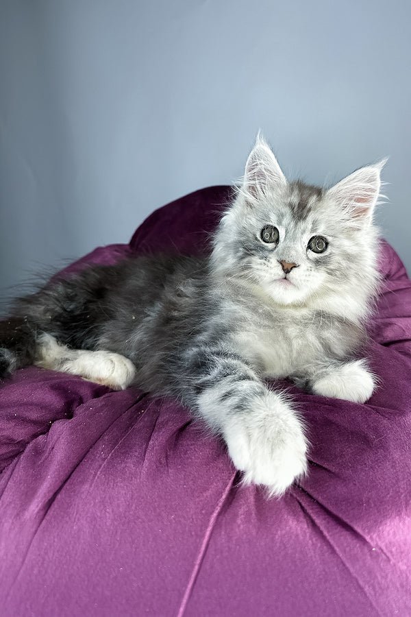 maine-coon-kittens-for-sale-scotland