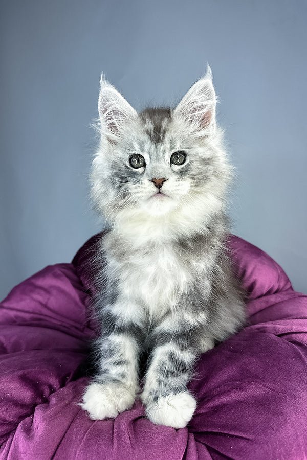 Maine coon kittens for sale scotland