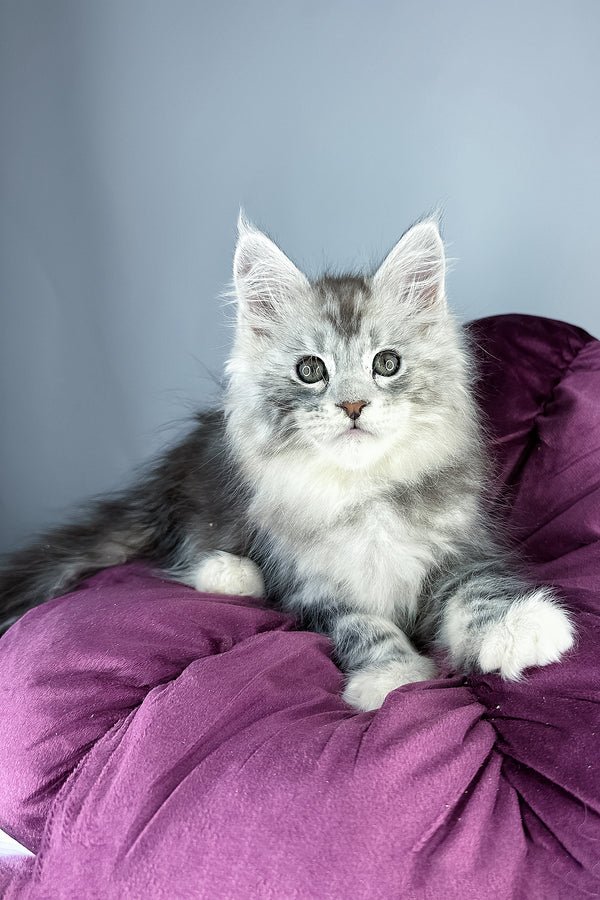 Maine coon kittens for sale scotland