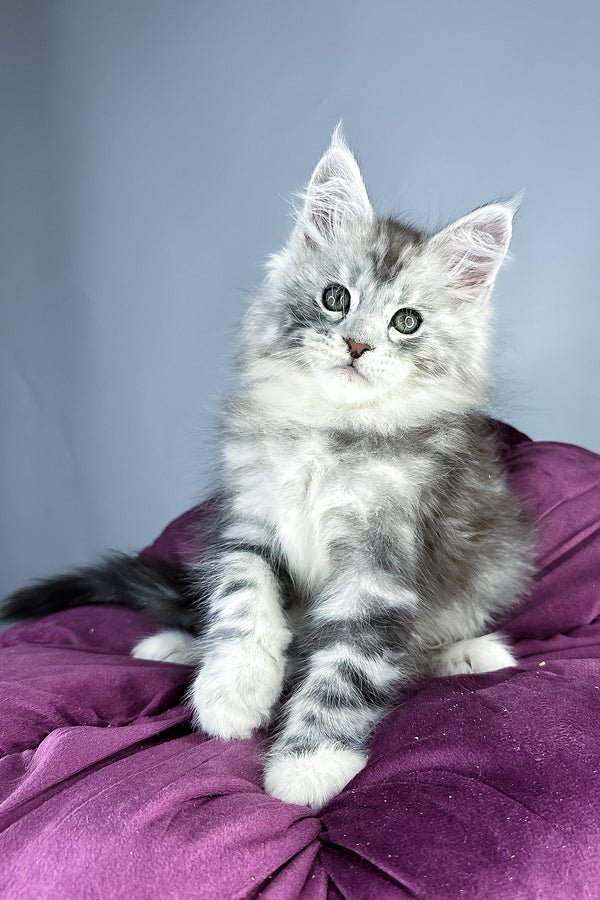 Maine coon kittens for sale scotland