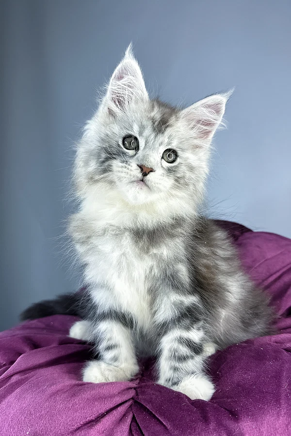 Maine coon kittens for sale scotland