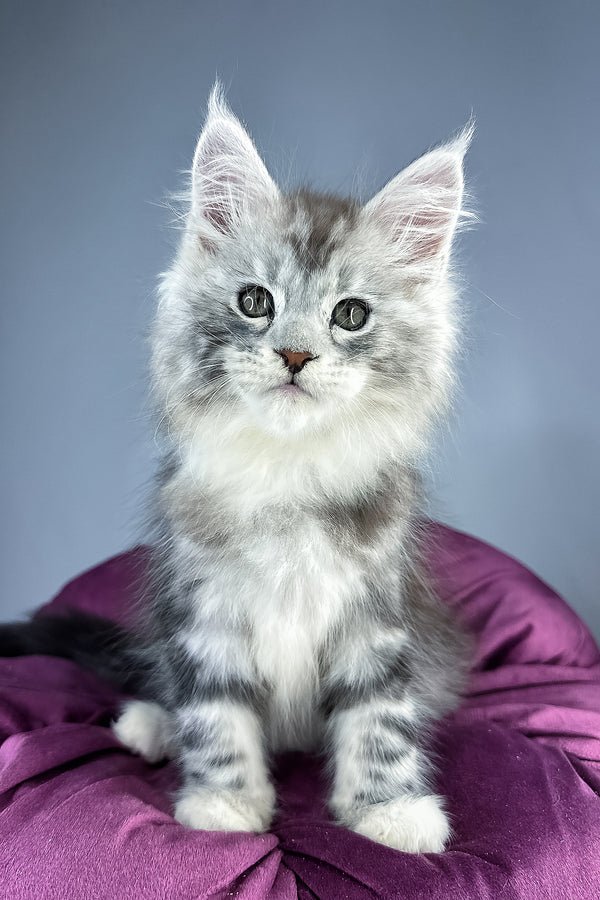 Maine coon kittens for sale scotland