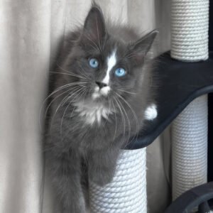 Maine Coon cat for sale