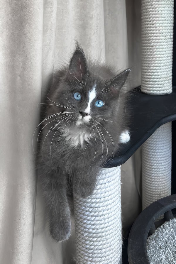 maine-coon-cat-for-sale