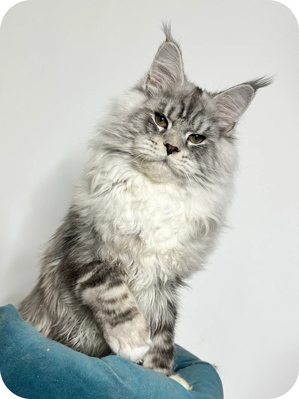 Filip – Black Silver Classic Tabby & White Male Maine Coon Kitten - Image 8