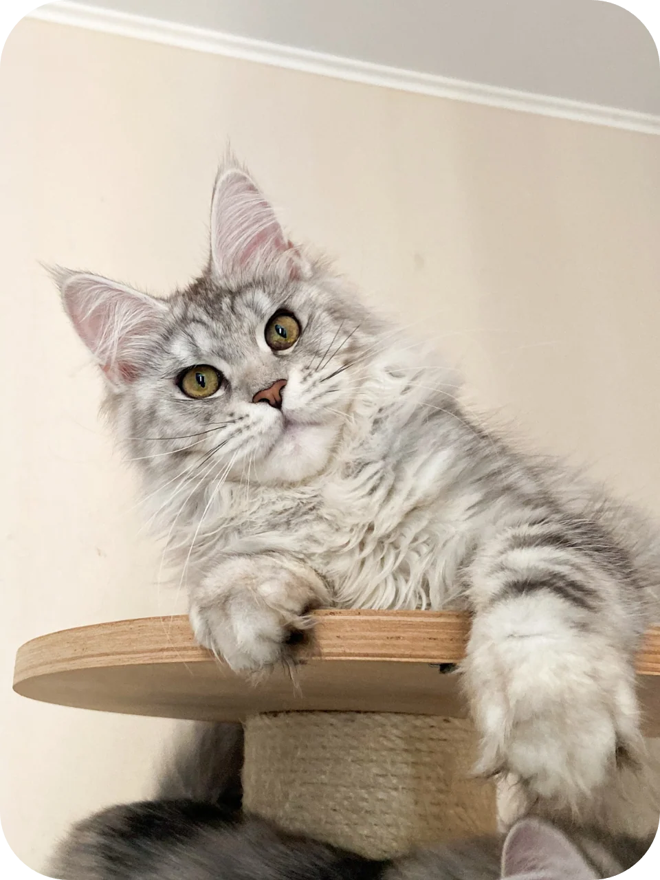 Filip – Black Silver Classic Tabby & White Male Maine Coon Kitten - Image 9