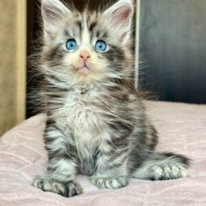 Maine Coon for sale