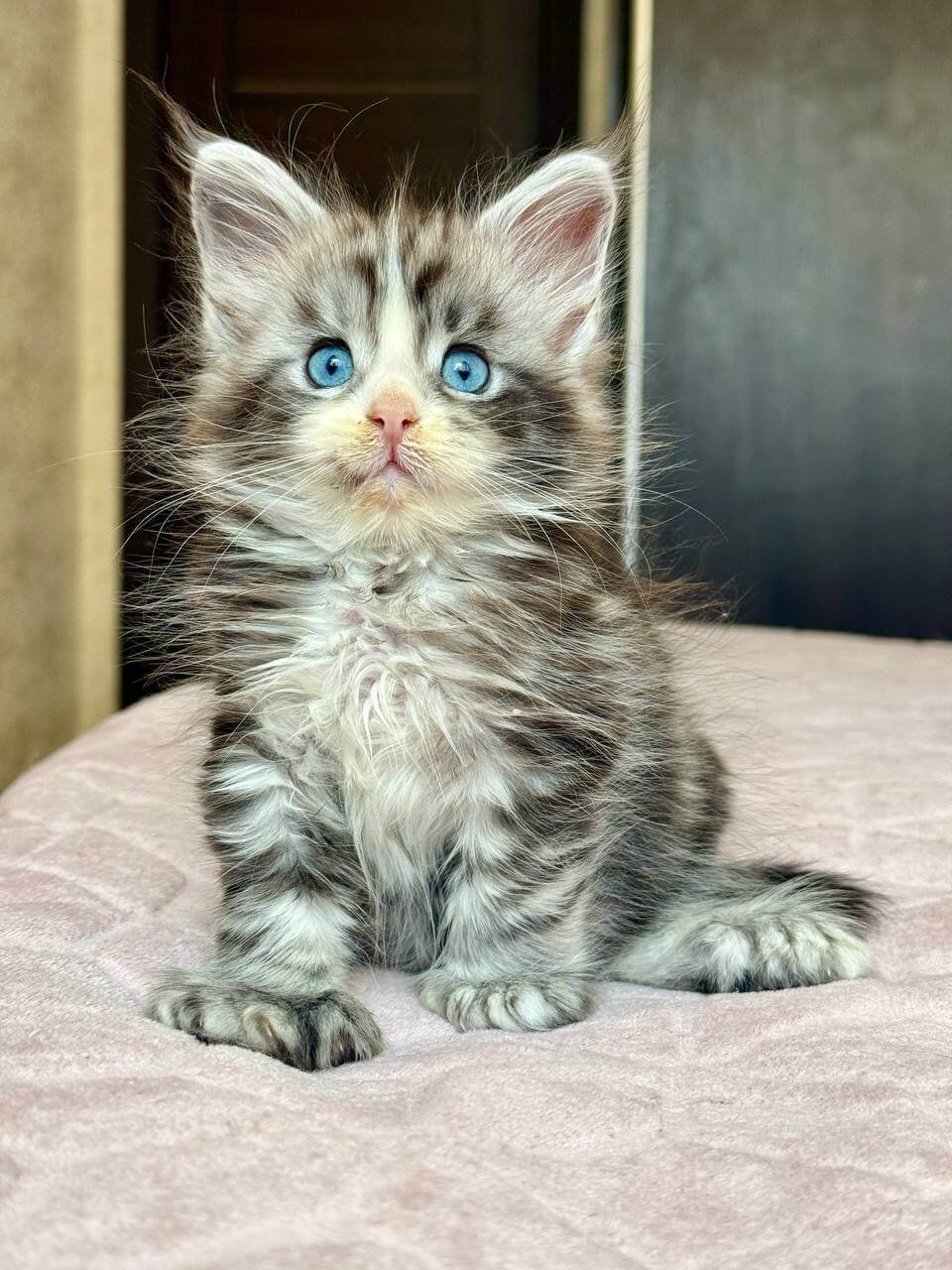 maine-coon-for-sale